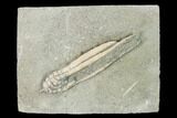 Fossil Crinoid (Scytalocrinus) - Crawfordsville, Indiana #148660-1